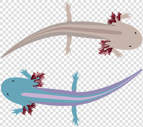 Axolote  Water  Xochimilco  Animals  Axolotl   Gecko  HD Png DownloadTransparent PNG