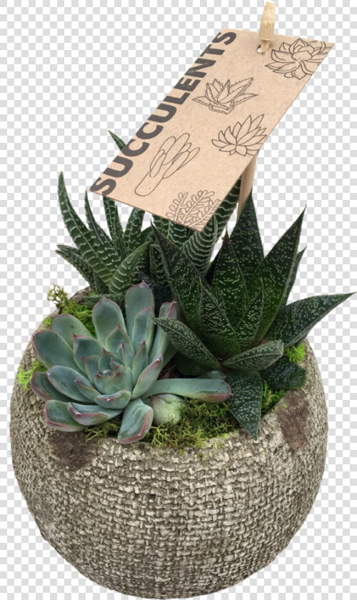 Small Succulent   Agave  HD Png DownloadTransparent PNG