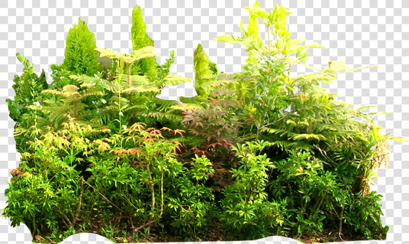 Transparent Tropical Plant Png   Rainforest Png  Png DownloadTransparent PNG