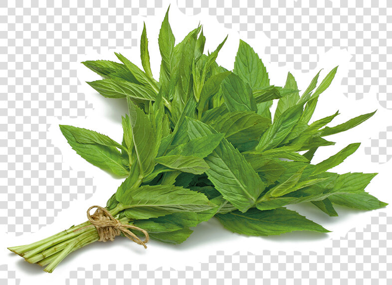 Mint   Mint Leaves Bunch Png  Transparent PngTransparent PNG