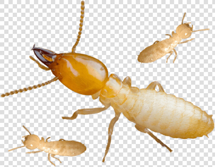 Termite Png  Transparent PngTransparent PNG