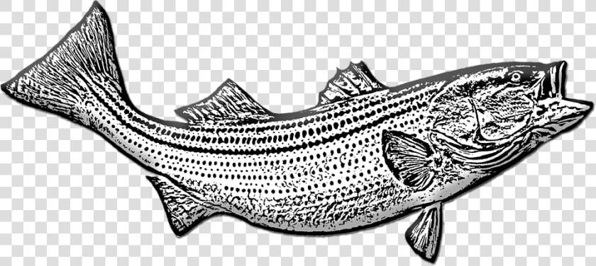 Bass Fish  Game Fishing  Fishing  Sport  Trophy   Drawing  HD Png DownloadTransparent PNG