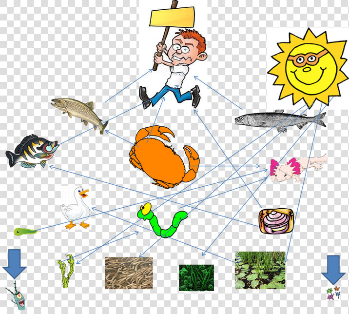 Food Web Of The Axolotl  HD Png DownloadTransparent PNG