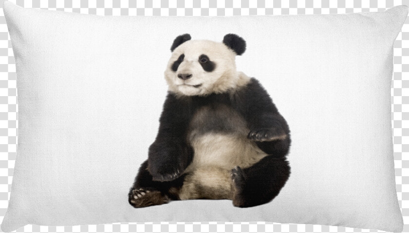 Class Lazyload Lazyload Mirage Cloudzoom Featured Image   Giant Panda Sitting  HD Png DownloadTransparent PNG