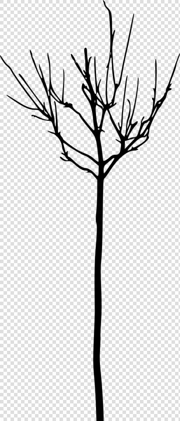 Leafless Tree Branch Transparent  HD Png DownloadTransparent PNG