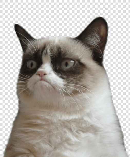 Cat Png Memes   Grumpy Cat White Background  Transparent PngTransparent PNG