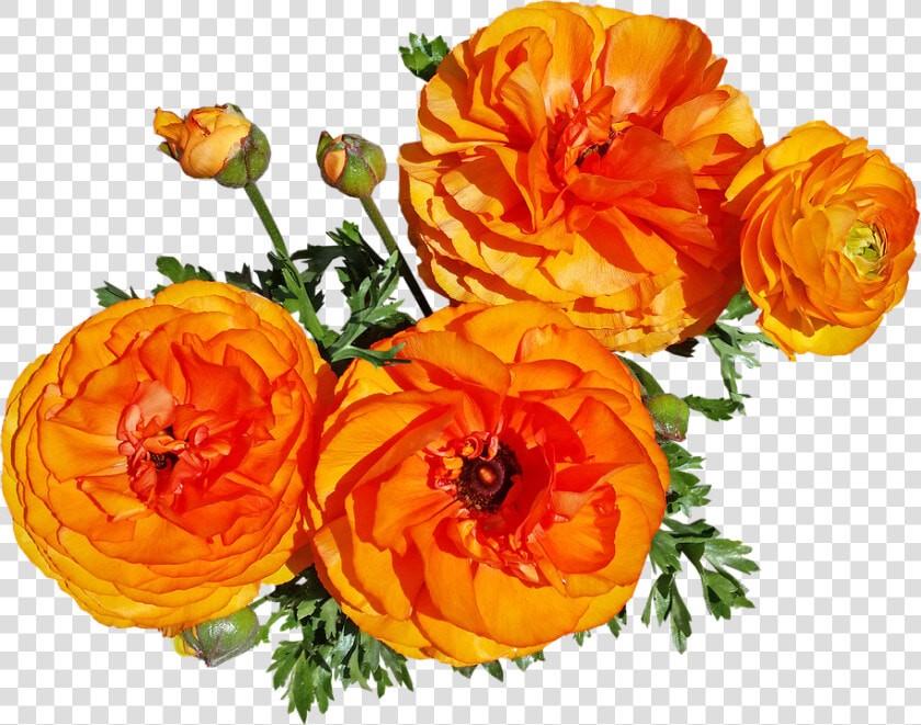 Flowers  Spring  Blooms  Garden Nature   Rose  HD Png DownloadTransparent PNG