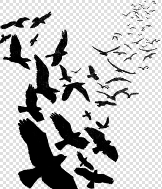 Transparent Pajaros Png   Transparent Background Flying Crows Png  Png DownloadTransparent PNG