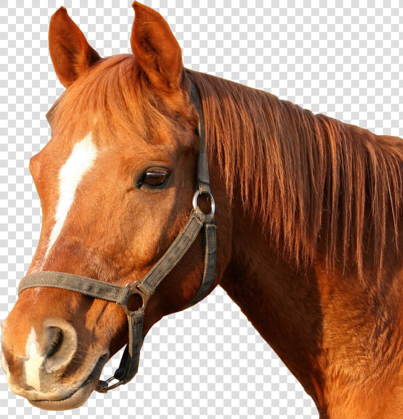 Horse Bridle Horses Head Png Image   Horse Head Png  Transparent PngTransparent PNG