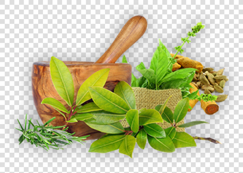 Ayurveda Png  Transparent PngTransparent PNG