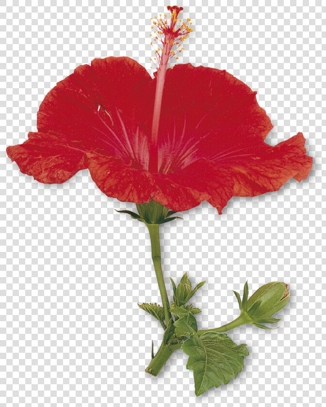 Petal Drawing Hibiscus   Petals And Sepals Of China Rose  HD Png DownloadTransparent PNG