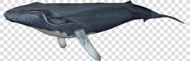 Zoo Tycoon 2 Humpback Whale  HD Png DownloadTransparent PNG