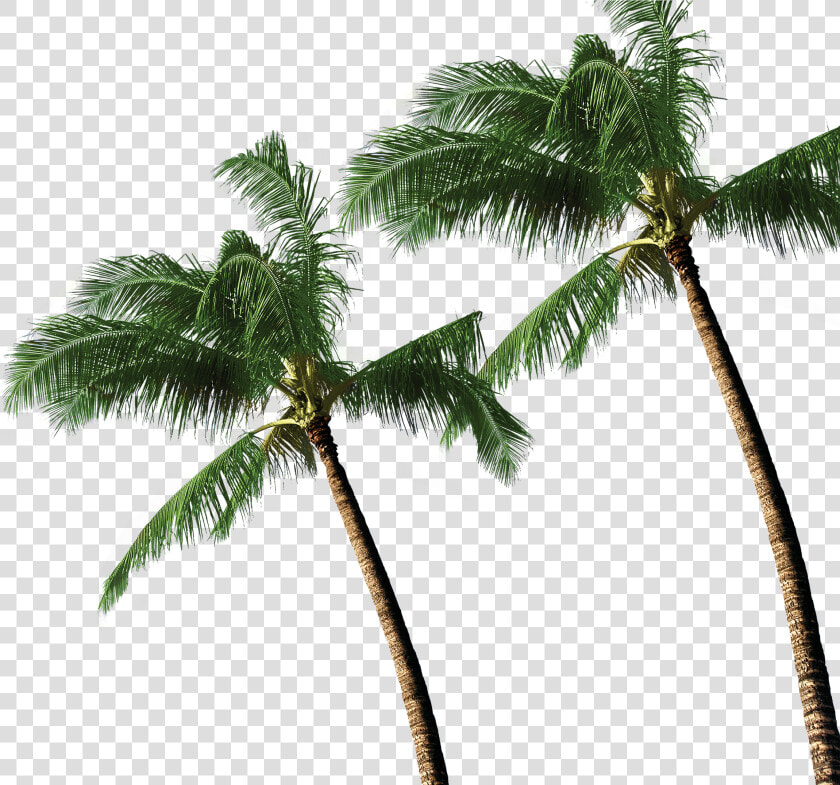 3d Coconut Tree Png Download   High Resolution Coconut Tree Png  Transparent PngTransparent PNG