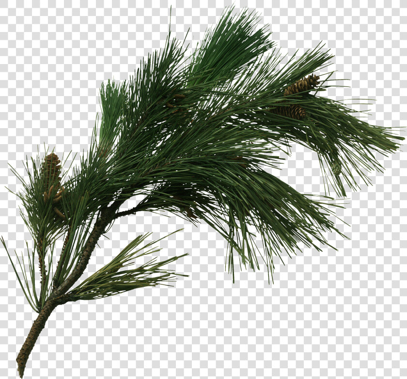 Pine Tree Fir Pinus Pinaster Cone Transprent   Transparent Pine Tree Branch Png  Png DownloadTransparent PNG