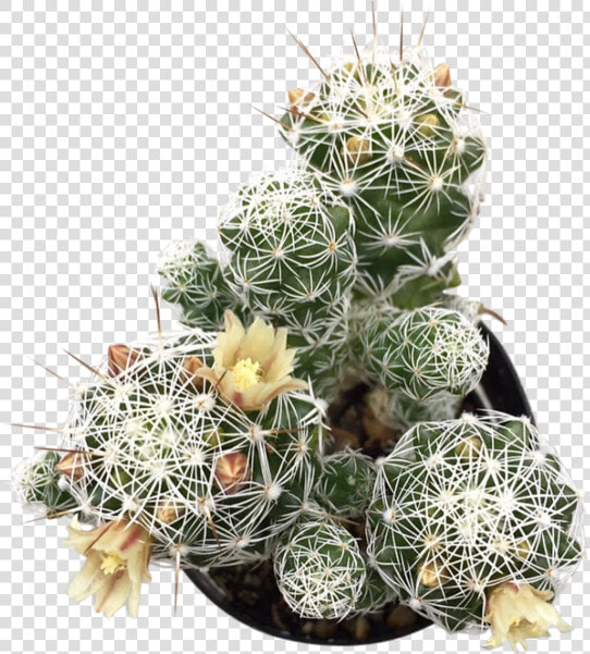 Thimble Png   Png Download   Hedgehog Cactus  Transparent PngTransparent PNG