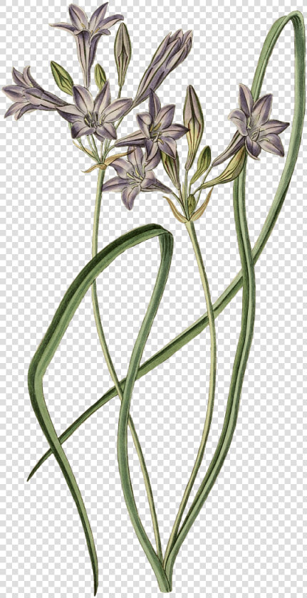 Leek Plant Drawing   Plants  HD Png DownloadTransparent PNG