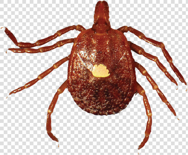 Adult Lone Star Tick   Red Tic  HD Png DownloadTransparent PNG