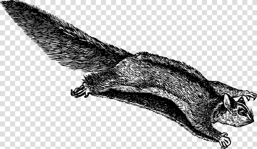 Flying Squirrel 2 Clip Arts   Flying Squirrel Clip Art  HD Png DownloadTransparent PNG