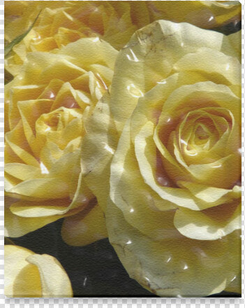 Yellow Roses Canvas Print 8 X10   Floribunda  HD Png DownloadTransparent PNG