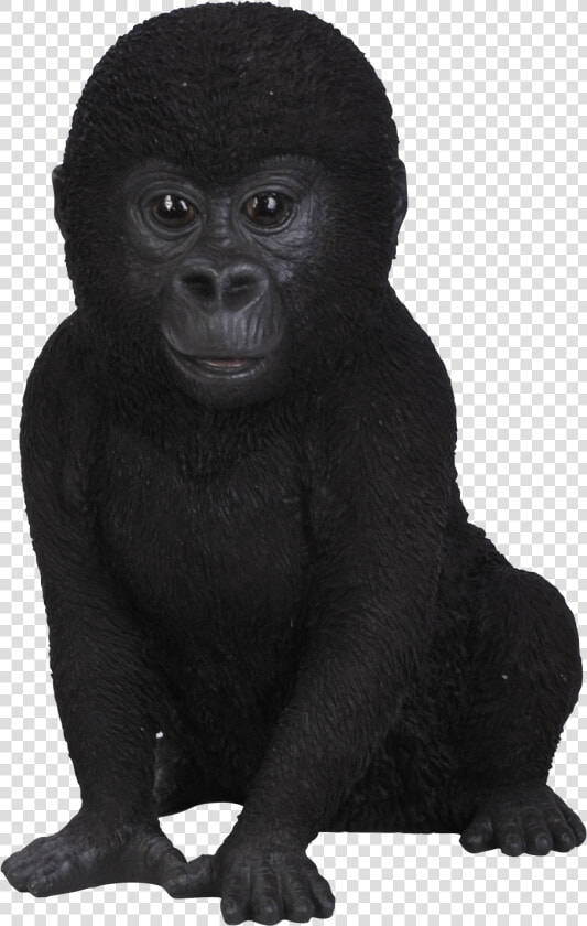 Gorilla Png Download   Baby Gorilla No Background  Transparent PngTransparent PNG