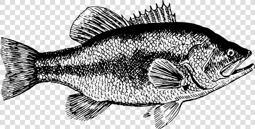 Transparent Fish Black And White Png   Sea Bass Fish Black And White  Png DownloadTransparent PNG