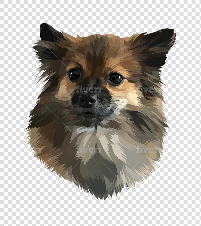 Pomeranian  HD Png DownloadTransparent PNG