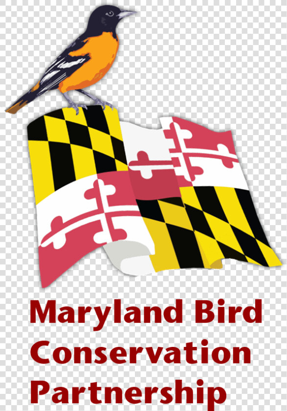 Mbcp Logo V2   Oriole  HD Png DownloadTransparent PNG