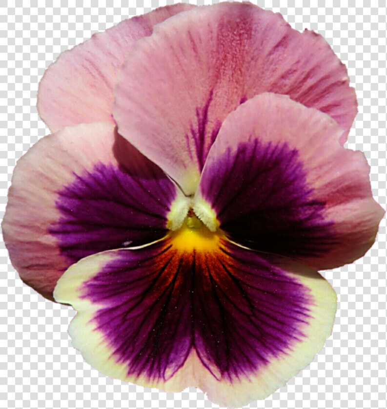 Flower Picture Freeuse   Pansy Transparent Background  HD Png DownloadTransparent PNG