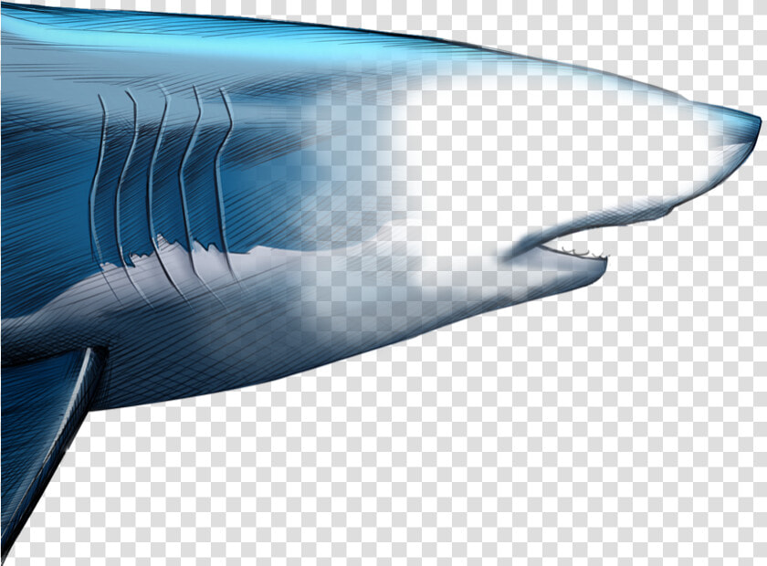 Unlike Most Animals  A Shark S Upper Jaw Is Not Firmly   Blue Whale  HD Png DownloadTransparent PNG