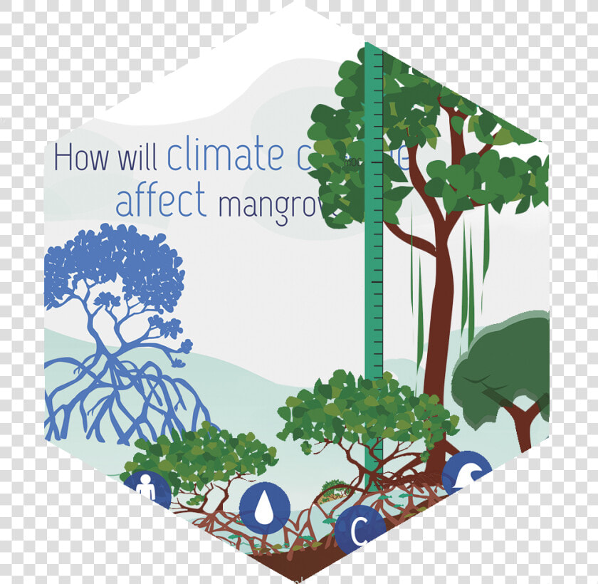 Mangroves   Tree   Sabal Palmetto  HD Png DownloadTransparent PNG