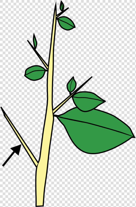 Stem Morphology Type Thorn  HD Png DownloadTransparent PNG