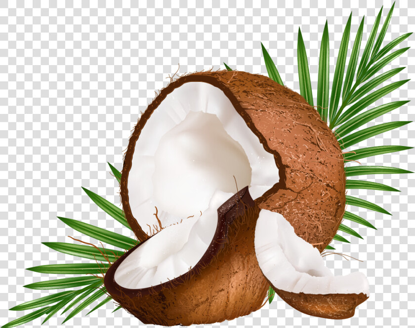 Water Euclidean Coconut Vector Milk Png Free Photo   Vector Coconut Leaf  Transparent PngTransparent PNG