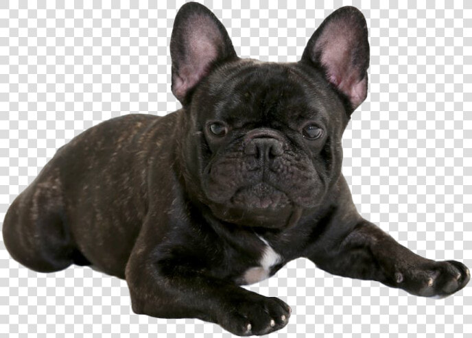 Black French Bulldog Png   French Bulldog  Transparent PngTransparent PNG