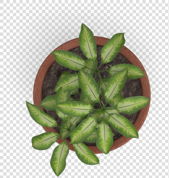 Plant Top View Png Vector  Clipart  Psd   Plant Top View Png  Transparent PngTransparent PNG