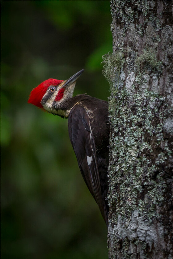 Pileated Woodpecker  HD Png DownloadTransparent PNG