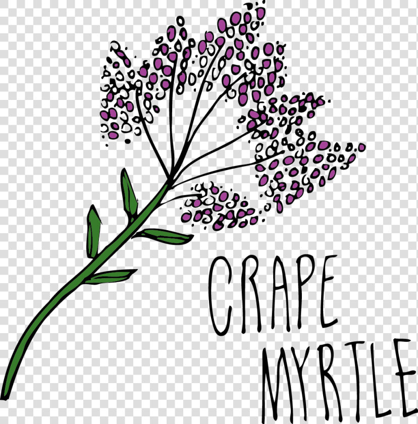 Jana Miller Drawings   Floral Design  HD Png DownloadTransparent PNG