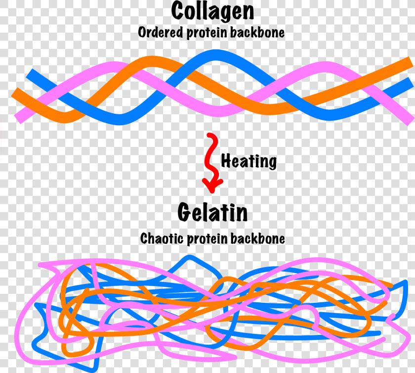 Gelatin To Collagen Heat  HD Png DownloadTransparent PNG