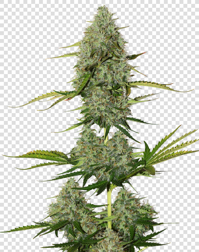 Bcn Critical Xxl Autoflower title Bcn Critical Xxl   Bcn Critical Xxl Auto  HD Png DownloadTransparent PNG