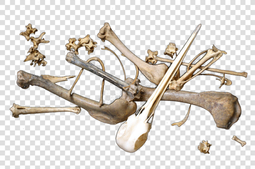 Share This Image   Scattered Bones Png  Transparent PngTransparent PNG