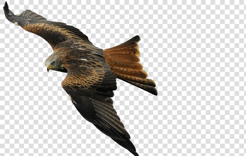 Free Raptor Bird Png   Raptor Bird Png  Transparent PngTransparent PNG