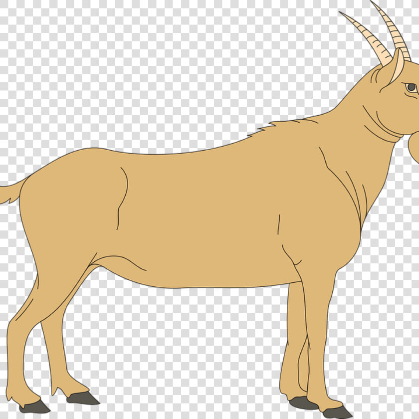 Animal Clipart Goat   Blank Ruminant Digestive System  HD Png DownloadTransparent PNG