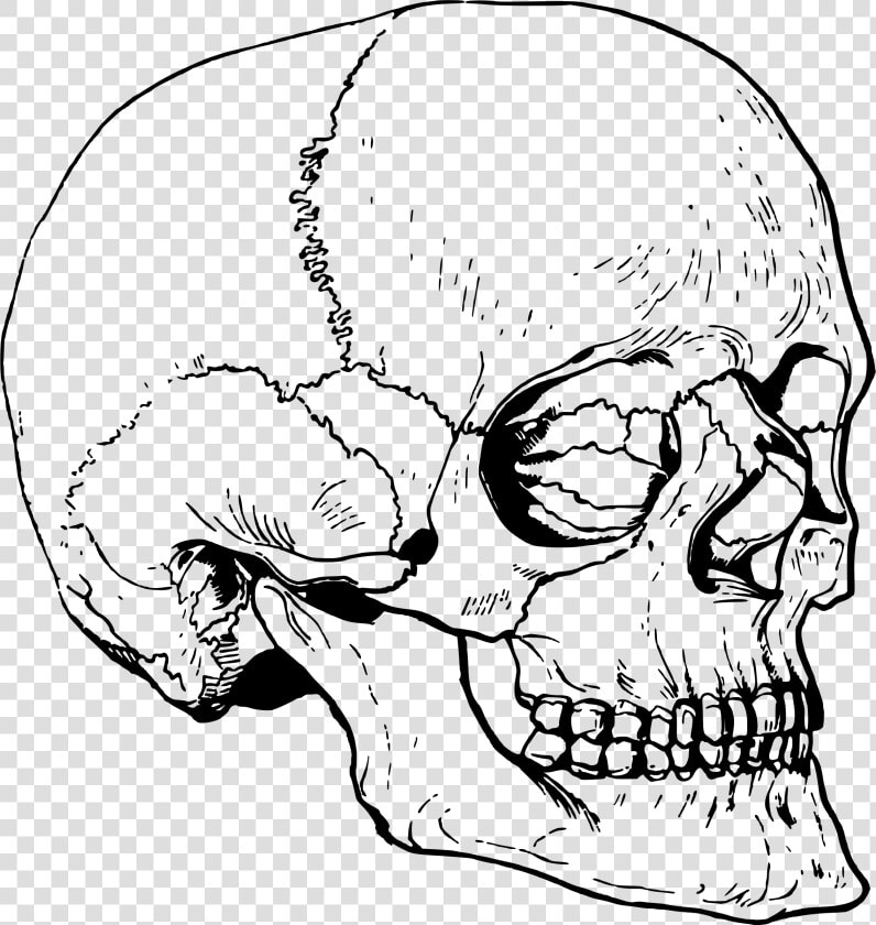 Transparent Big Nose Clipart   Big Skull Head Drawing  HD Png DownloadTransparent PNG