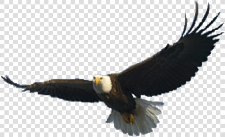 Free Png Download Eagle Png Images Background Png Images   Flying Eagle Transparent Background  Png DownloadTransparent PNG