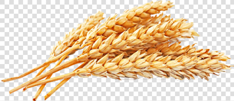 Wheat Png Free Download   Wheat Grains Png  Transparent PngTransparent PNG