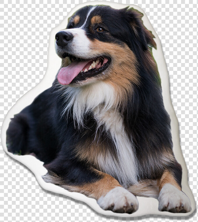 Australian Shepherd Pillow   Australian Shepherd  HD Png DownloadTransparent PNG