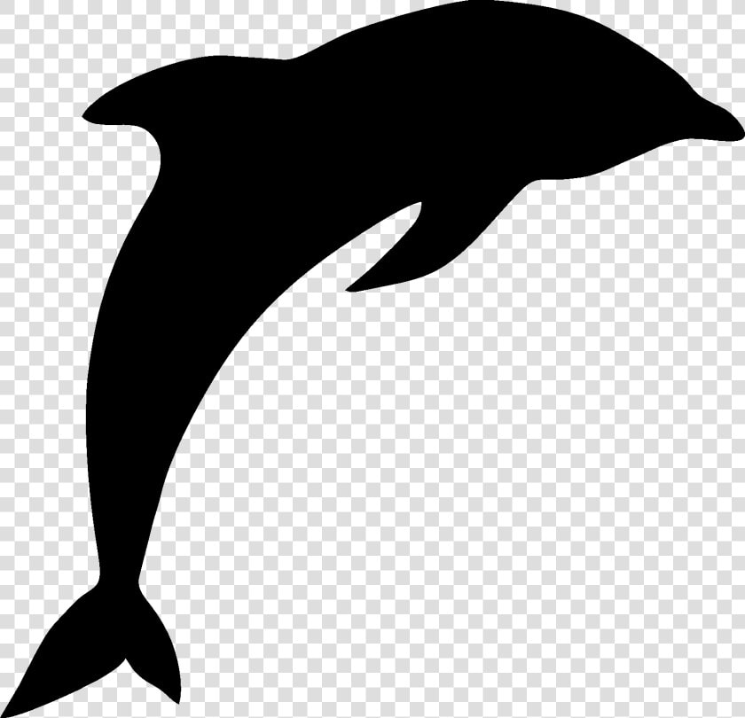 Common Bottlenose Dolphin   Clipart Dolphin Png  Transparent PngTransparent PNG