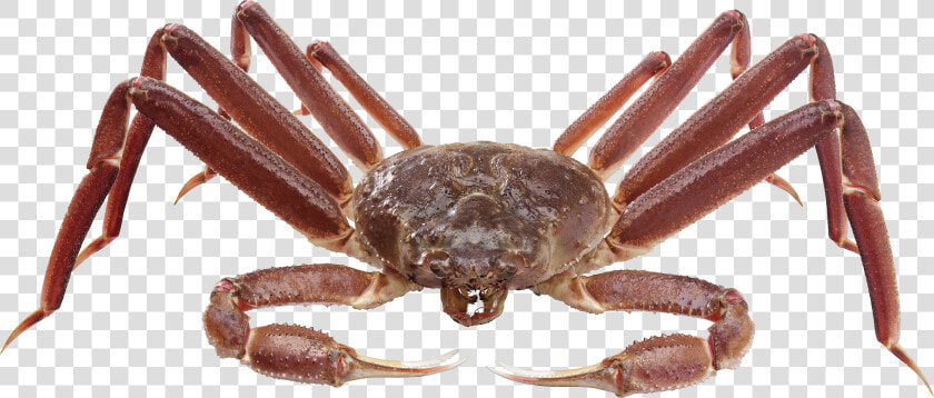 Crab Png   Spider Crab Transparent Background  Png DownloadTransparent PNG