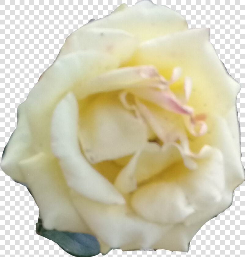 Rosa Blanca   Png Download   Floribunda  Transparent PngTransparent PNG