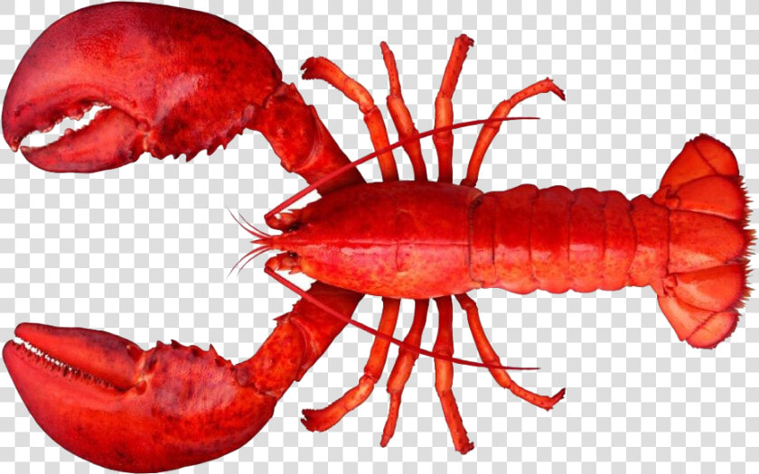 Lobster Png Clipart   Lobster Png  Transparent PngTransparent PNG