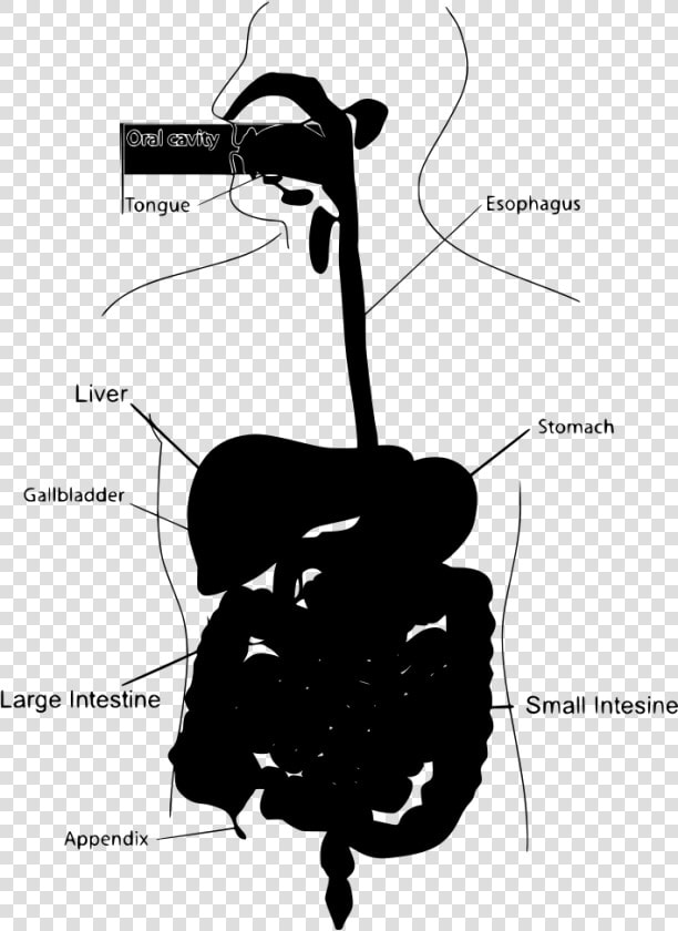 Transparent Stomach Png   Digestive Systems Clip Art  Png DownloadTransparent PNG